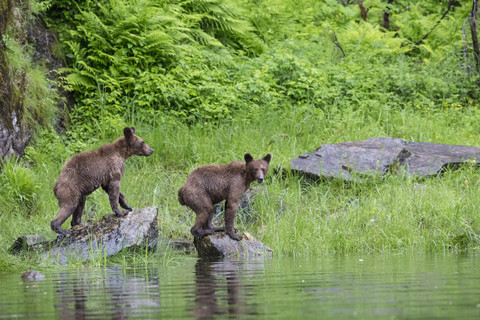 Kanada, Khutzeymateen Grizzly Bear Sanctuary, Junge Grizzlybären am See, lizenzfreies Stockfoto