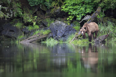 Kanada, Khutzeymateen Grizzly Bear Sanctuary, Weiblicher Grizzly am Seeufer - FOF005383