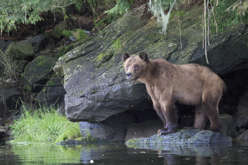 Kanada, Khutzeymateen Grizzly Bear Sanctuary, Weiblicher Grizzly am Seeufer - FOF005397