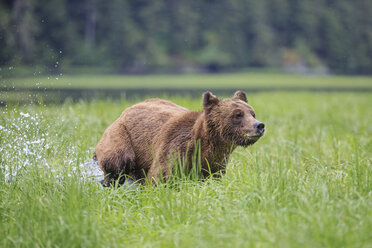 Kanada, Khutzeymateen Grizzly Bear Sanctuary, Weiblicher Grizzly am Seeufer - FOF005385