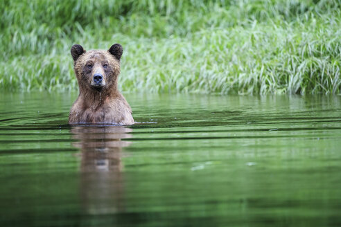 Kanada, Khutzeymateen Grizzly Bear Sanctuary, Weiblicher Grizzly im See - FOF005386