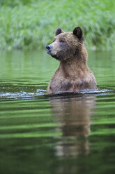 Kanada, Khutzeymateen Grizzly Bear Sanctuary, Weiblicher Grizzly im See - FOF005387