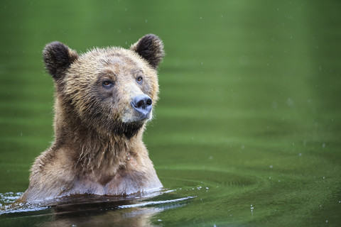 Kanada, Khutzeymateen Grizzly Bear Sanctuary, Weiblicher Grizzly im See, lizenzfreies Stockfoto