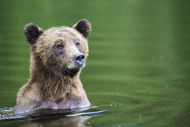 Canada, Khutzeymateen Grizzly Bear Sanctuary, Female grizzly in lake - FOF005388