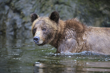 Canada, Khutzeymateen Grizzly Bear Sanctuary, Female grizzly in lake - FOF005389