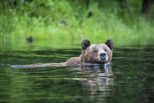 Kanada, Khutzeymateen Grizzly Bear Sanctuary, Weiblicher Grizzly schwimmt im See - FOF005390