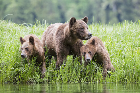 Kanada, Khutzeymateen Grizzly Bear Sanctuary, Weiblicher Grizzly mit Kindern am See - FOF005398
