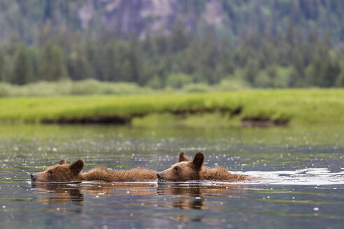 Kanada, Khutzeymateen Grizzly Bear Sanctuary, Junge Grizzlys schwimmen im See - FOF005391