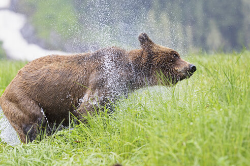 Kanada, Khutzeymateen Grizzly Bear Sanctuary, Weiblicher Grizzly am Seeufer - FOF005392