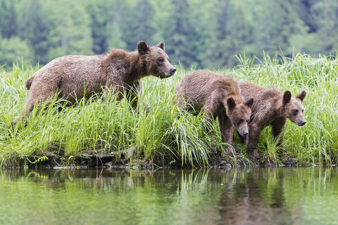 Kanada, Khutzeymateen Grizzly Bear Sanctuary, Weiblicher Grizzly mit Kindern am See - FOF005393