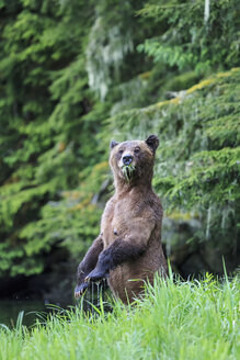 Kanada, Khutzeymateen Grizzly Bear Sanctuary, Weiblicher Grizzly aufrecht stehend - FOF005399