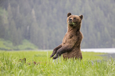 Kanada, Khutzeymateen Grizzly Bear Sanctuary, Weiblicher Grizzly aufrecht stehend - FOF005400