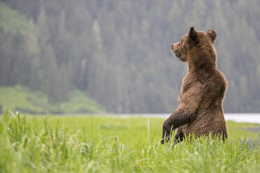 Kanada, Khutzeymateen Grizzly Bear Sanctuary, Weiblicher Grizzly aufrecht stehend - FO005401