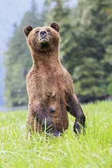 Kanada, Khutzeymateen Grizzly Bear Sanctuary, Weiblicher Grizzly aufrecht stehend - FOF005402