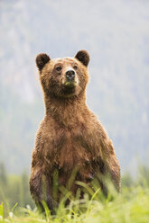 Kanada, Khutzeymateen Grizzly Bear Sanctuary, Weiblicher Grizzly aufrecht stehend - FOF005403