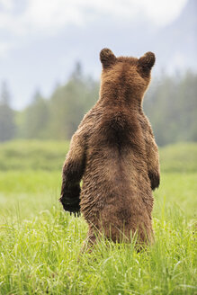 Kanada, Khutzeymateen Grizzly Bear Sanctuary, Weiblicher Grizzly aufrecht stehend - FOF005404
