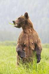 Kanada, Khutzeymateen Grizzly Bear Sanctuary, Weiblicher Grizzly aufrecht stehend - FOF005405