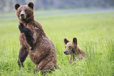 Kanada, Khutzeymateen Grizzly Bear Sanctuary, Weiblicher Grizzly aufrecht stehend mit Kind - FOF005406