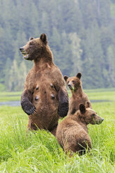 Kanada, Khutzeymateen Grizzly Bear Sanctuary, Weiblicher Grizzly aufrecht stehend mit Kindern - FO005407