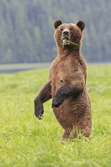 Kanada, Khutzeymateen Grizzly Bear Sanctuary, Weiblicher Grizzly aufrecht stehend - FOF005408