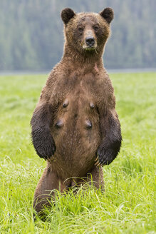 Kanada, Khutzeymateen Grizzly Bear Sanctuary, Weiblicher Grizzly aufrecht stehend - FO005409