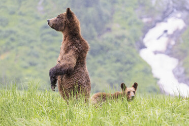 Canada, Khutzeymateen Grizzly Bear Sanctuary, Female grizzly standing upright with kid - FO005410