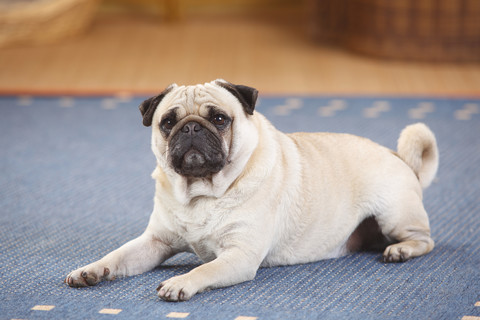 Mops auf einem Teppich liegend, lizenzfreies Stockfoto