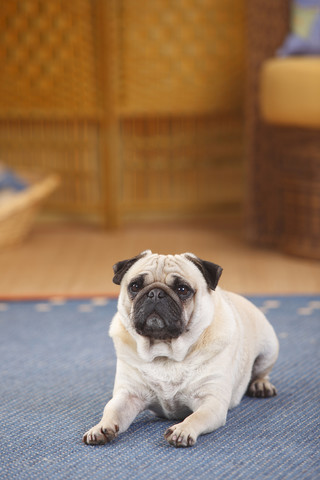 Mops auf einem Teppich liegend, lizenzfreies Stockfoto