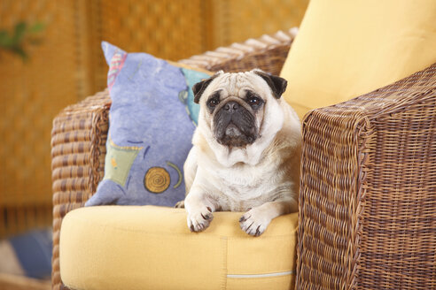 Mops liegend auf einem Korb-Stuhl - HTF000324