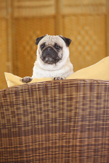 Pug lying on a basket-chair - HTF000321