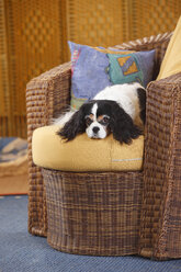 Cavalier King Charles Spaniel auf einem Korbstuhl liegend - HTF000300