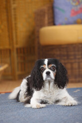 Cavalier King Charles Spaniel lying on a carpet - HTF000303