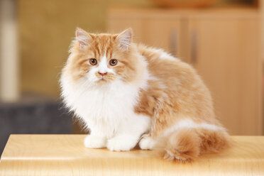 British Longhair, tomcat, sitting at stool - HTF000319