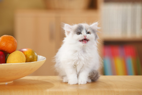Britisch Langhaar, Kätzchen, schreiend, lizenzfreies Stockfoto