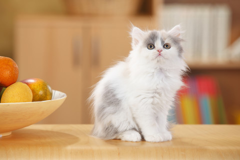 Britisch Langhaar, Kätzchen, aufblickend, lizenzfreies Stockfoto