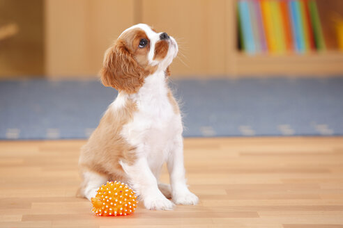 Cavalier King Charles Spaniel, Welpe, mit Spielzeug, nach oben schauend - HTF000314