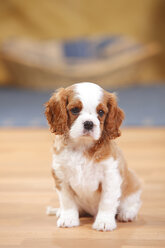 Cavalier King Charles Spaniel, puppy, sitting on wooden floor - HTF000317
