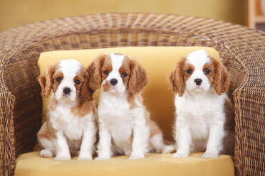 Cavalier King Charles Spaniel, drei Welpen sitzen nebeneinander auf einem Korbstuhl - HTF000318