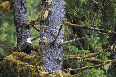 Kanada, British Columbia, Khutzeymateen Provincial Park, Weißkopfseeadler, Haliaeetus leucocephalus - FOF005411