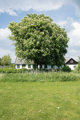 Schweden, Skanoer Med Falsterbo, freistehendes Haus hinter Kastanienbaum - VI000197