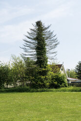 Schweden, Skanoer Med Falsterbo, freistehendes Haus hinter Baum versteckt - VI000198