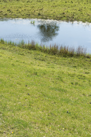 Schweden, Skanoer Med Falsterbo, Wasserspiegelung eines Baumes in einem Teich, lizenzfreies Stockfoto