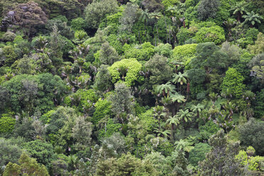Neuseeland, Coromandel-Halbinsel, Teil des Regenwaldes - GWF002431