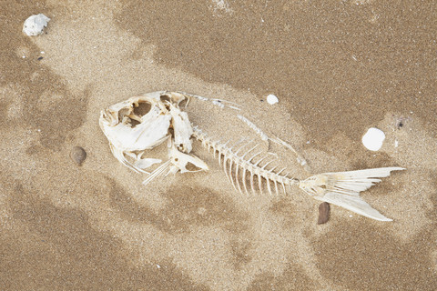 New Zealand, Coromandel Peninsula, Snapper bones on sandy beach stock photo