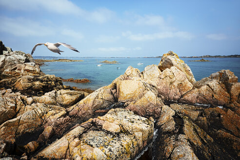 Frankreich, Bretagne, Ploubazlanec, Heringsmöwe (Larus argentatus) fliegend - BIF000231