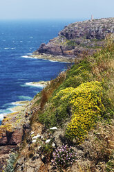 France, Bretagne, Cap Frehel, Lighthouse and landscape with gorse and heather - BIF000249