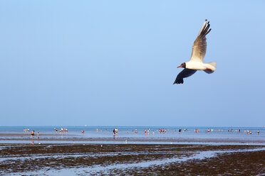 France, Bretagne, Bicmic, Black-headed gull (Chroicocephalus ridibundus) and people on beach - BI000257