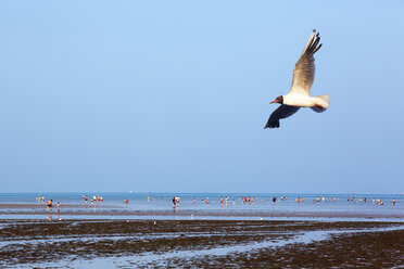 Frankreich, Bretagne, Bicmic, Lachmöwe (Chroicocephalus ridibundus) und Menschen am Strand - BI000257