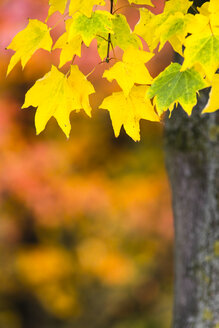 Zweifarbiges Laub im Herbst - KRPF000038