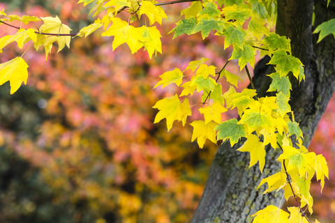 Zweifarbiges Laub im Herbst, lizenzfreies Stockfoto